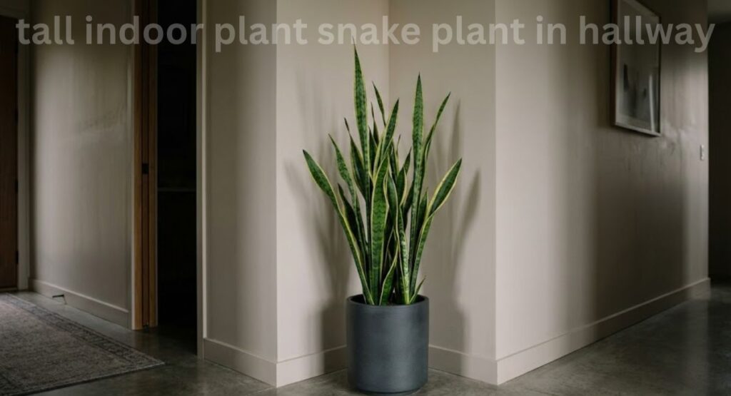 tall indoor plant snake plant in hallway