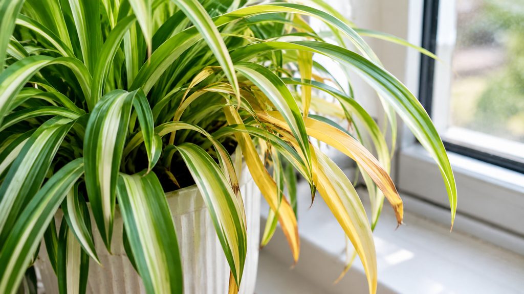 Spider plant watering
