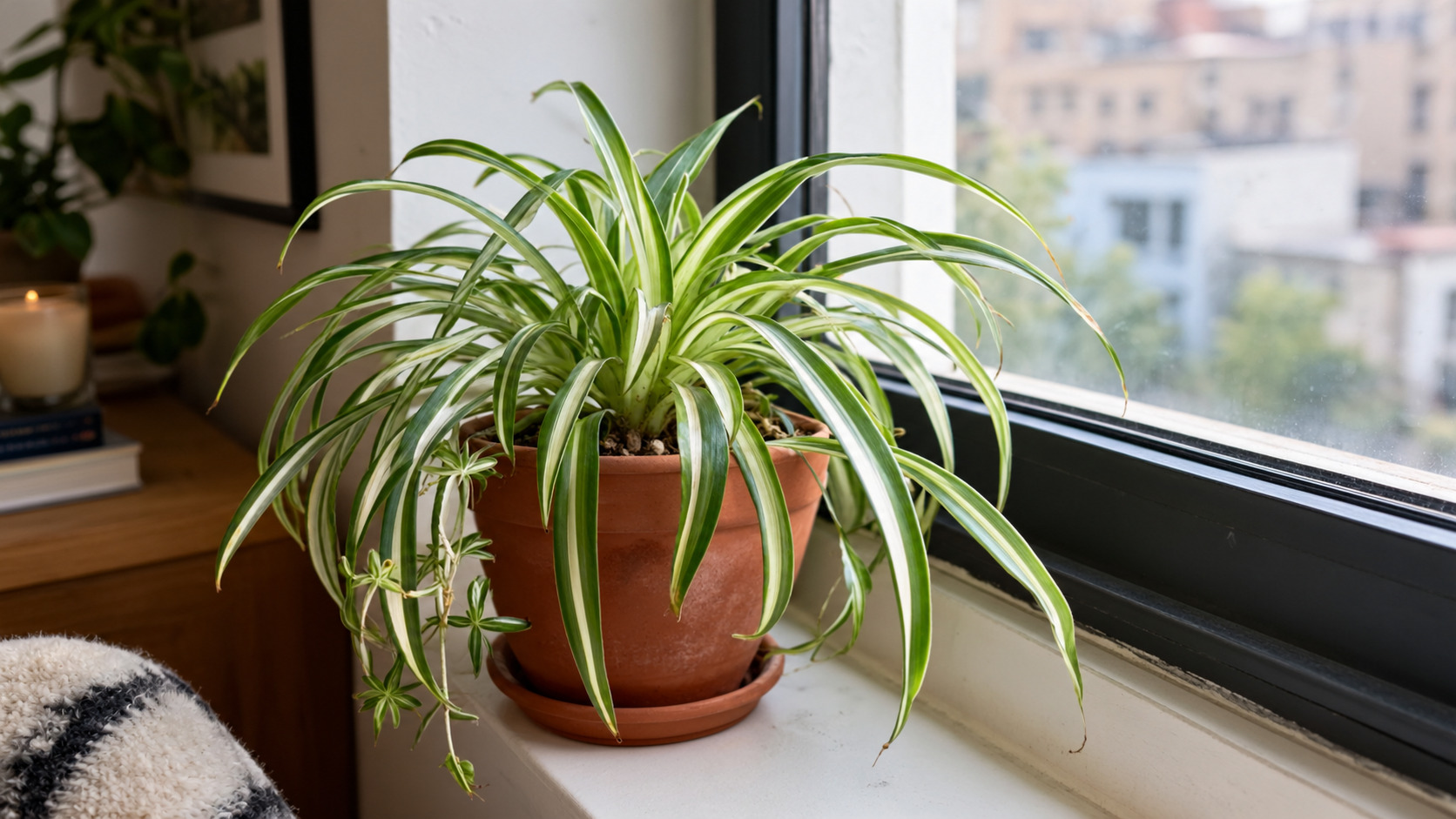spider plant for bathrooms and kitchens