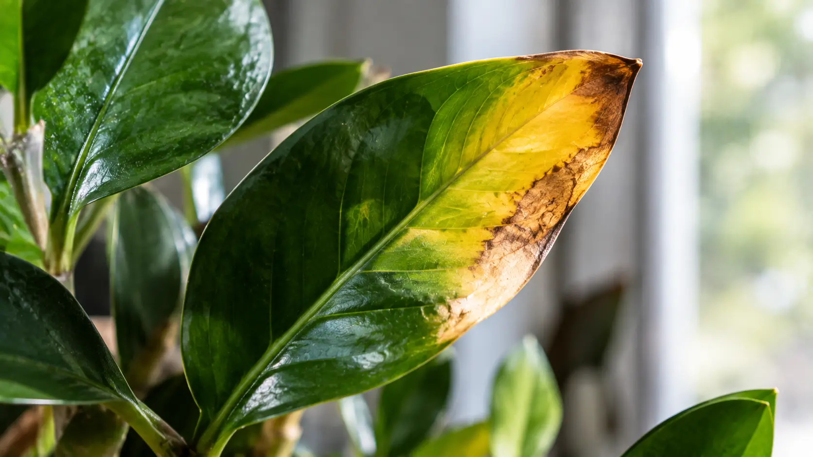 ZZ Plant Yellow Leaves