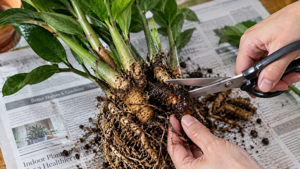ZZ Plant Overwatering and Root Rot