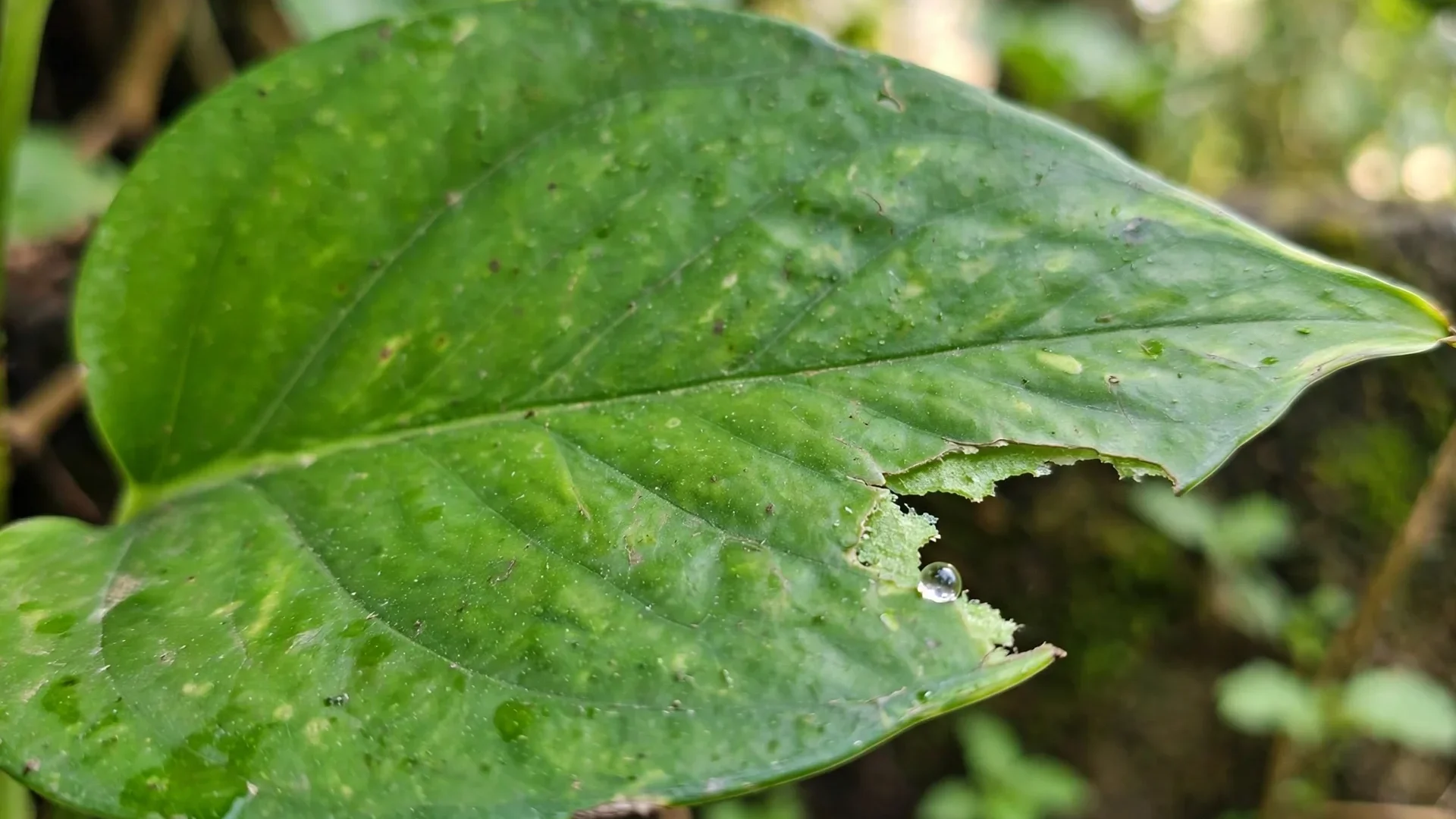 Close-up of a pothos leaf with a fresh tear, showing where chewing releases plant tissue