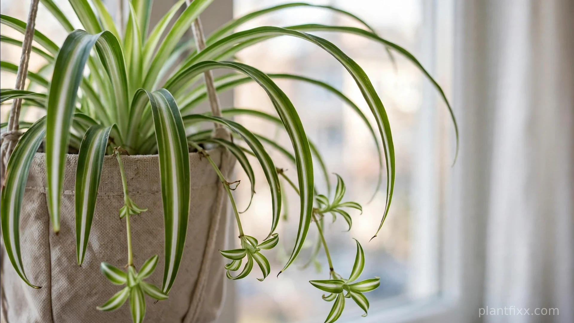 Close-up of variegated spider plant with baby plantlets in hanging basket, cat-safe hanging plant