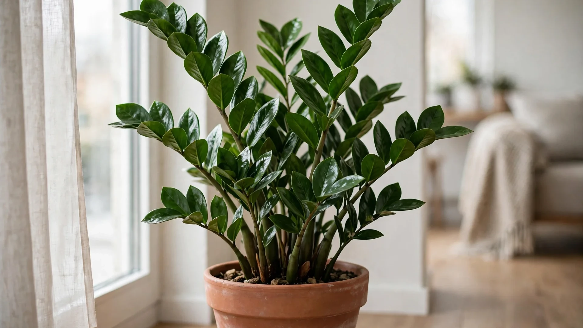 ZZ plant with glossy green leaves in a bright apartment corner